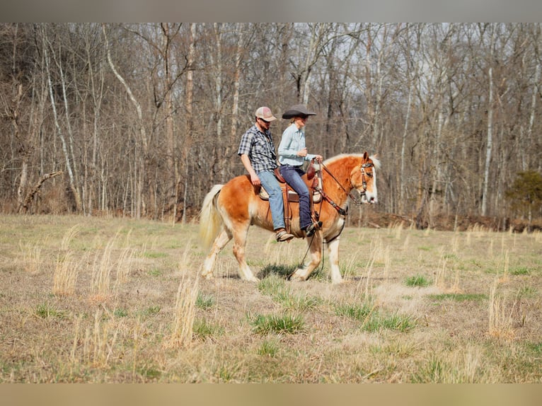 Haflinger Caballo castrado 12 años 142 cm Alazán rojizo in Hillsboro KY