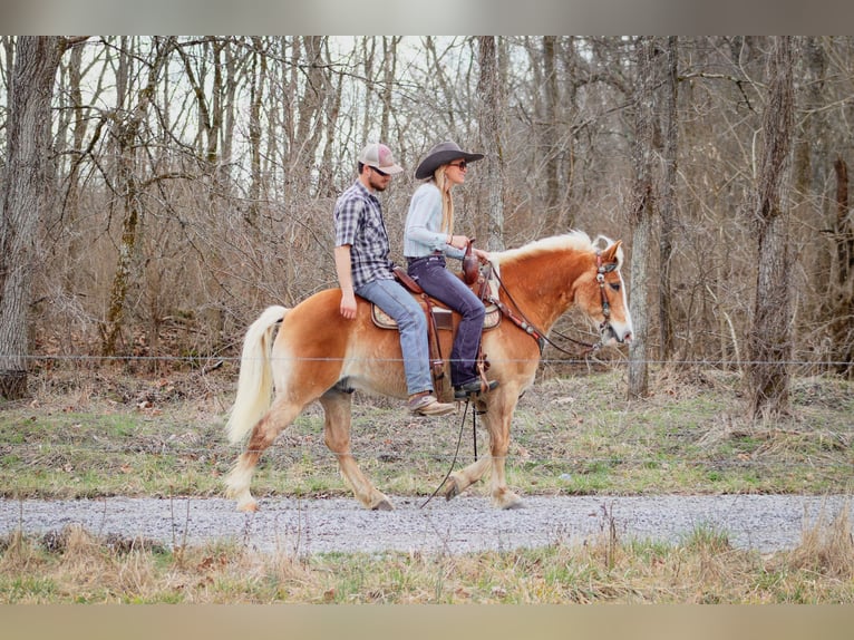 Haflinger Caballo castrado 12 años 142 cm Alazán rojizo in Hillsboro KY