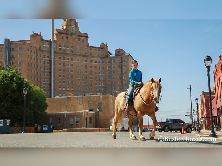 Haflinger Caballo castrado 12 años 142 cm Alazán-tostado in Weatherford TX