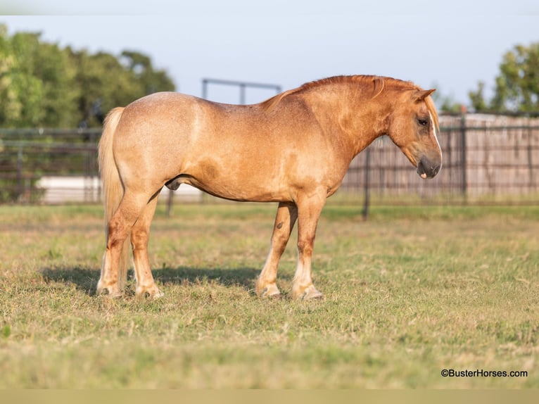 Haflinger Caballo castrado 12 años 142 cm Alazán-tostado in Weatherford TX