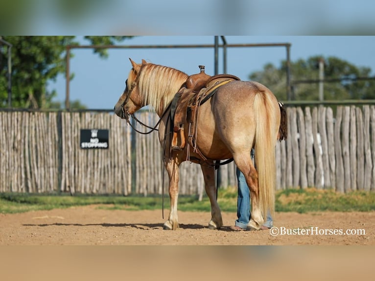 Haflinger Caballo castrado 12 años 142 cm Alazán-tostado in Weatherford TX