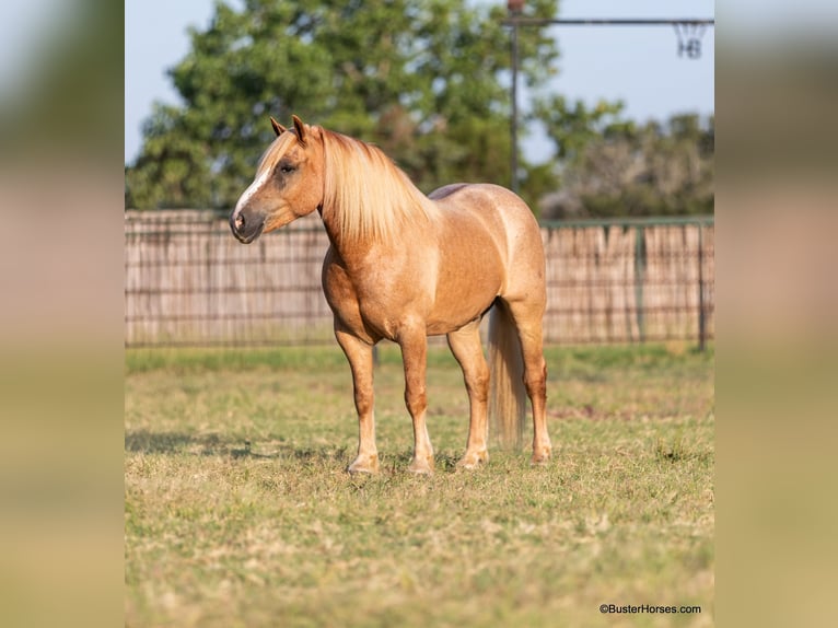 Haflinger Caballo castrado 12 años 142 cm Alazán-tostado in Weatherford TX