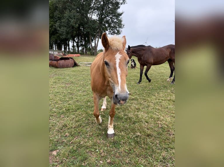 Haflinger Caballo castrado 12 años 147 cm  in Diemelsee Adorf