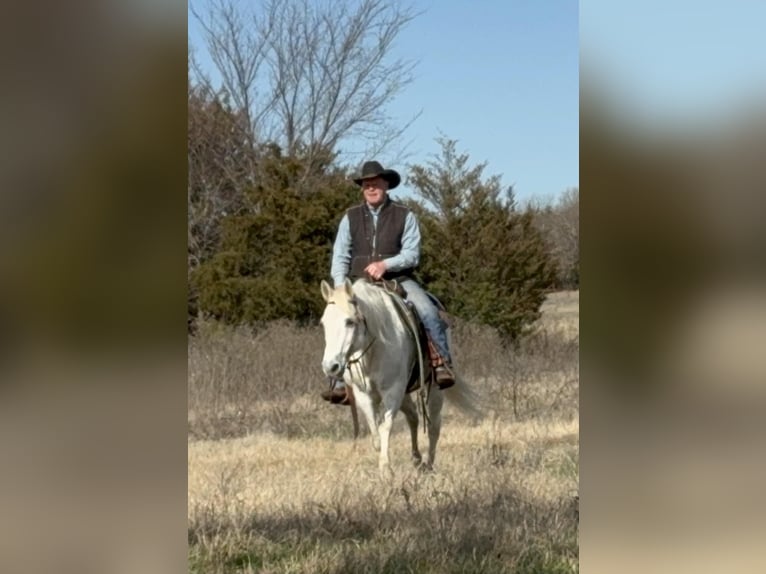 Haflinger Mestizo Caballo castrado 12 años 147 cm Tordo in Gainesville