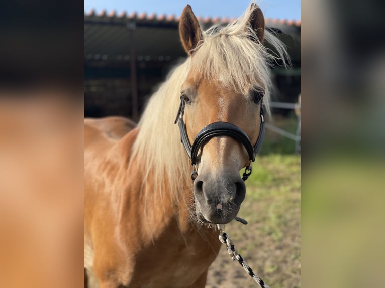 Haflinger Caballo castrado 12 años 148 cm Alazán in Trebbin