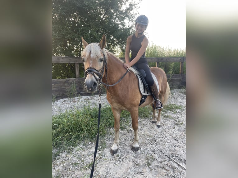 Haflinger Caballo castrado 12 años 148 cm Alazán in Trebbin