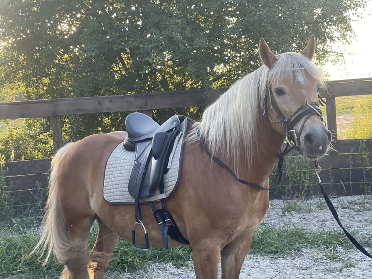 Haflinger Caballo castrado 12 años 148 cm Alazán in Trebbin