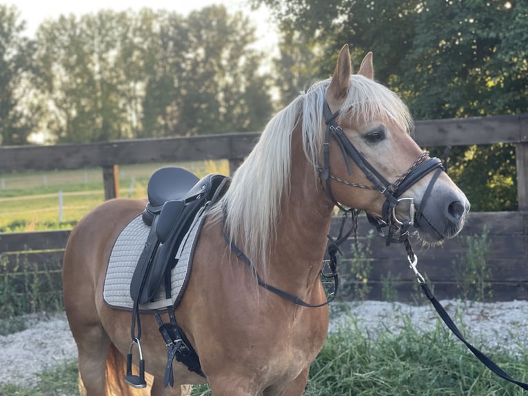 Haflinger Caballo castrado 12 años 148 cm Alazán in Trebbin