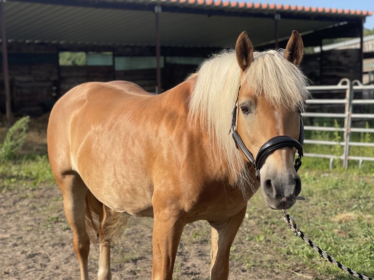 Haflinger Caballo castrado 12 años 148 cm Alazán in Trebbin