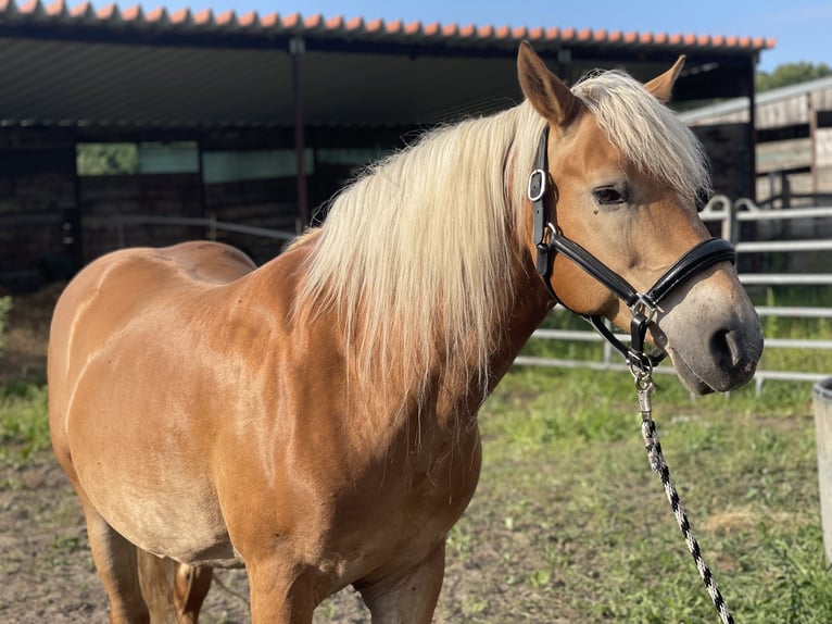 Haflinger Caballo castrado 12 años 148 cm Alazán in Trebbin