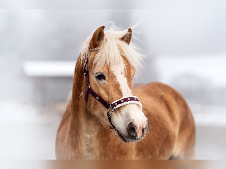 Haflinger Caballo castrado 12 años 150 cm Alazán in St.Georgen an der Stiefing