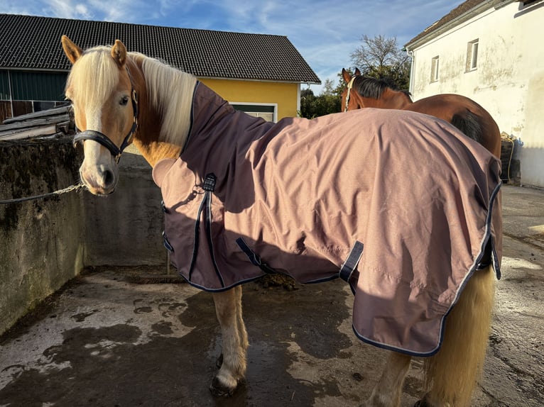 Haflinger Caballo castrado 12 años 150 cm in Weinzierl