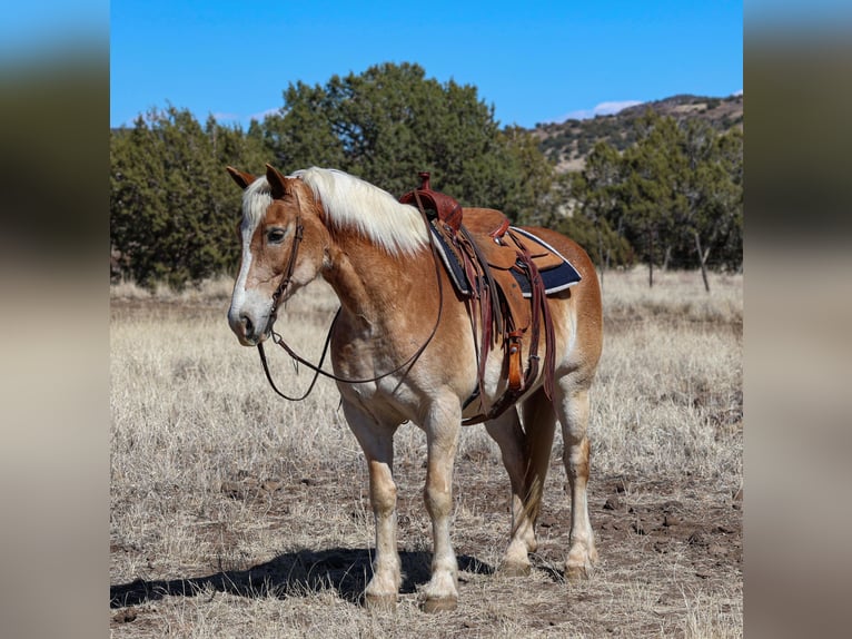 Haflinger Caballo castrado 12 años 150 cm Palomino in Camp Verde, AZ