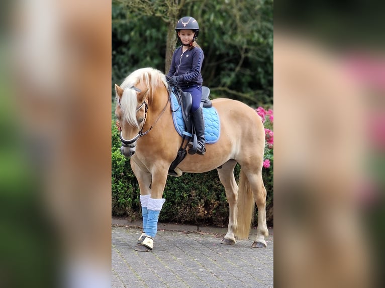 Haflinger Caballo castrado 12 años 152 cm Alazán in Warendorf