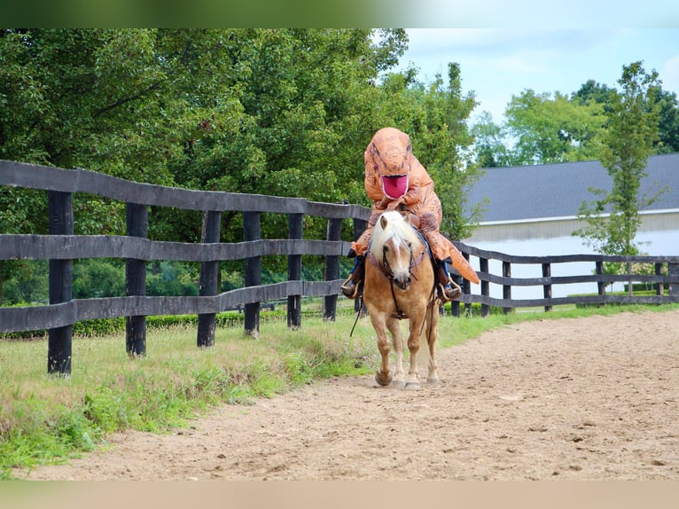 Haflinger Caballo castrado 12 años 152 cm Alazán rojizo in Highland MI