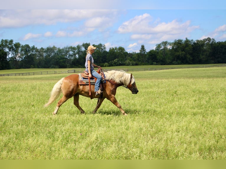 Haflinger Caballo castrado 12 años 152 cm Alazán rojizo in Highland MI