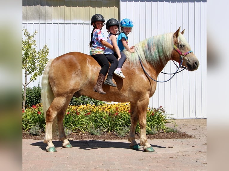 Haflinger Caballo castrado 12 años 152 cm Alazán rojizo in Highland MI