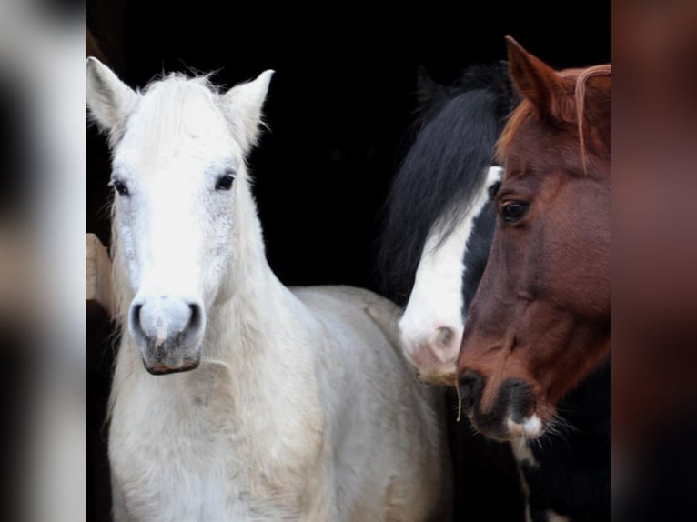 Haflinger Mestizo Caballo castrado 12 años in Wolferstadt