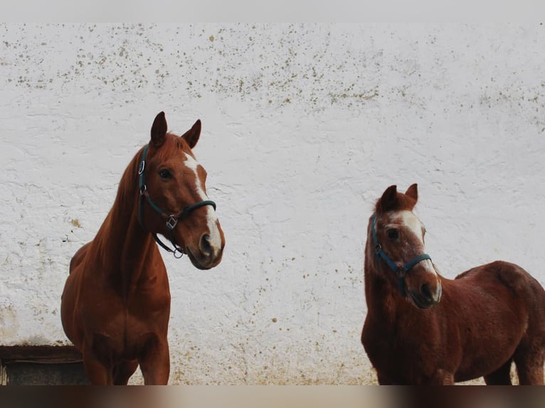 Haflinger Mestizo Caballo castrado 12 años in Wolferstadt