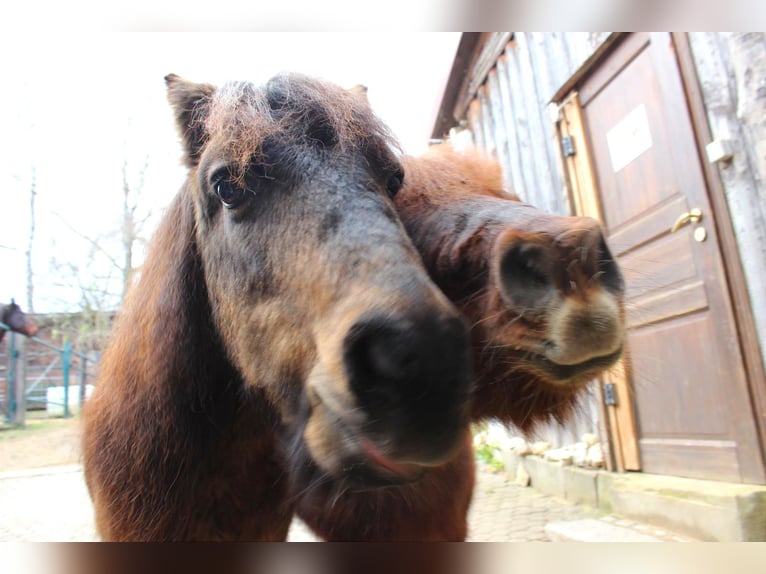 Haflinger Mestizo Caballo castrado 12 años in Wolferstadt