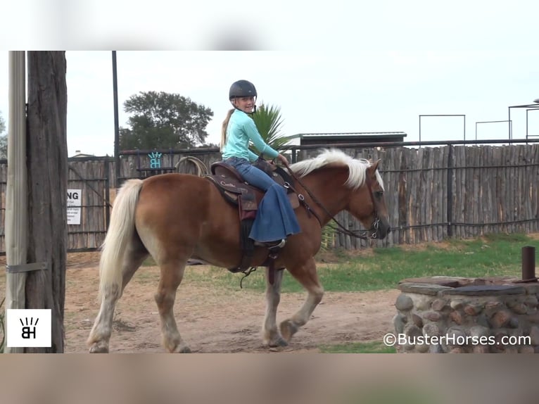 Haflinger Caballo castrado 13 años 137 cm Alazán rojizo in Weatherford TX