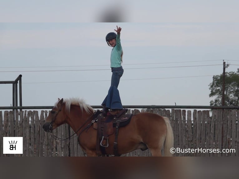 Haflinger Caballo castrado 13 años 137 cm Alazán rojizo in Weatherford TX