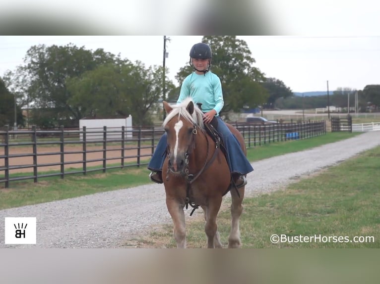Haflinger Caballo castrado 13 años 137 cm Alazán rojizo in Weatherford TX