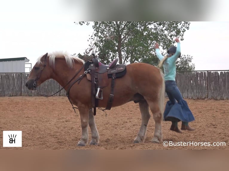 Haflinger Caballo castrado 13 años 137 cm Alazán rojizo in Weatherford TX