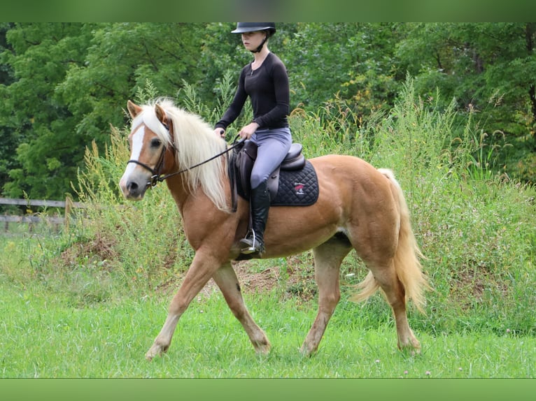 Haflinger Caballo castrado 13 años 145 cm Alazán rojizo in Howell MI