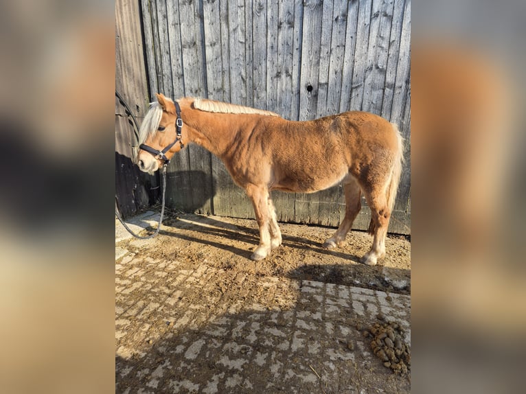 Haflinger Mestizo Caballo castrado 13 años 145 cm Bayo in Krautheim