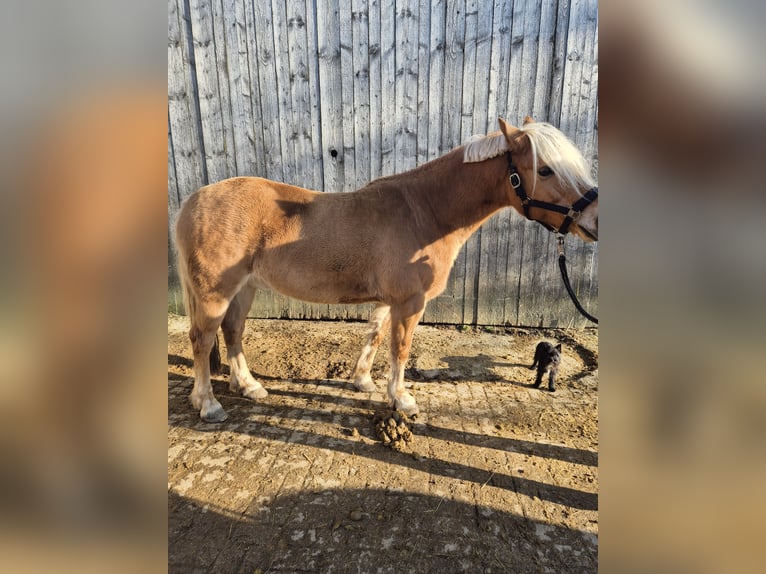 Haflinger Mestizo Caballo castrado 13 años 145 cm Bayo in Krautheim