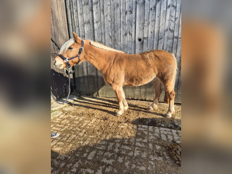 Haflinger Mestizo Caballo castrado 13 años 145 cm Bayo in Krautheim