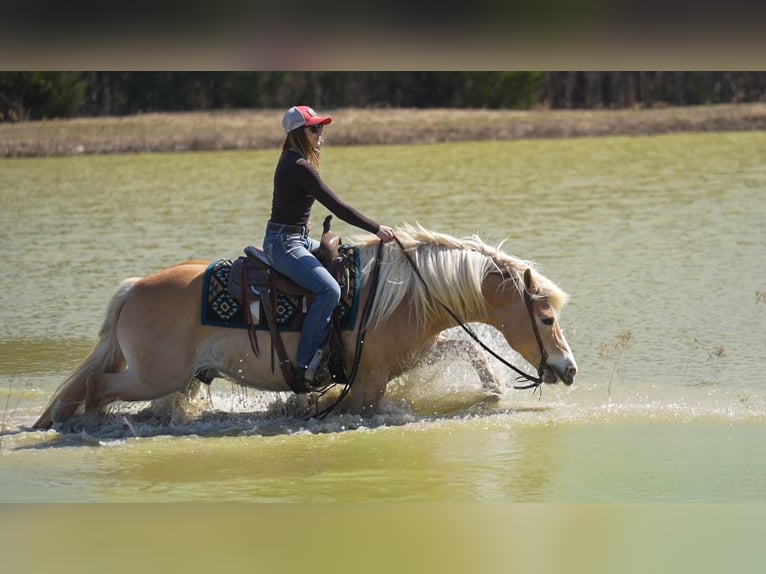 Haflinger Caballo castrado 13 años 147 cm Alazán-tostado in Terrell