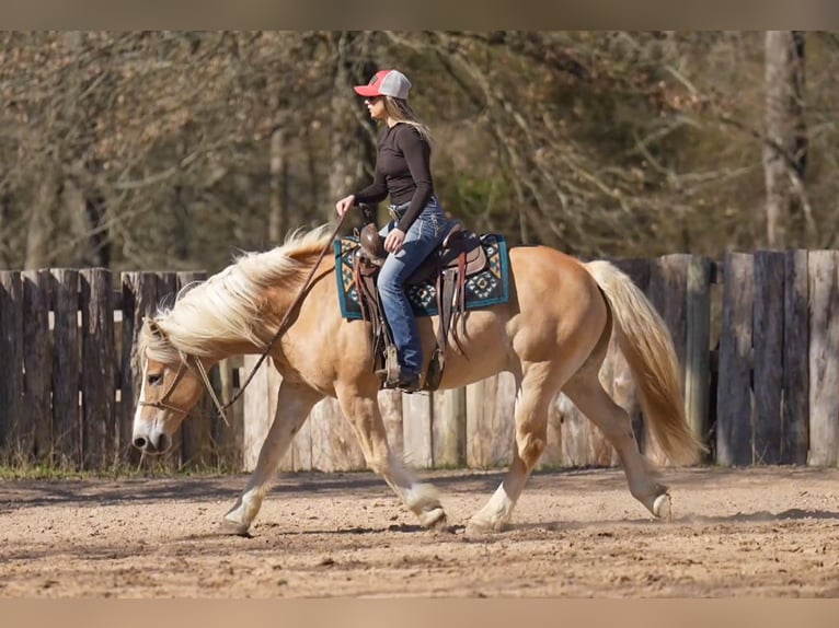 Haflinger Caballo castrado 13 años 147 cm Alazán-tostado in Terrell