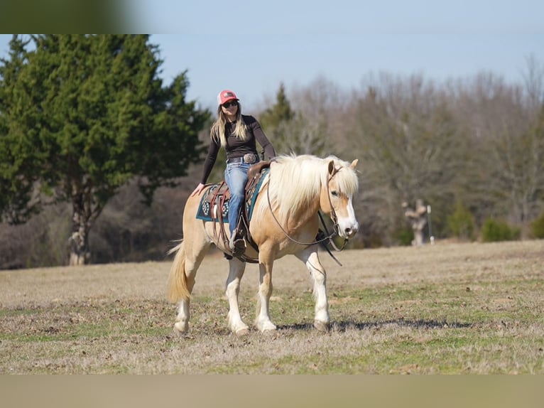 Haflinger Caballo castrado 13 años 147 cm Alazán-tostado in Terrell