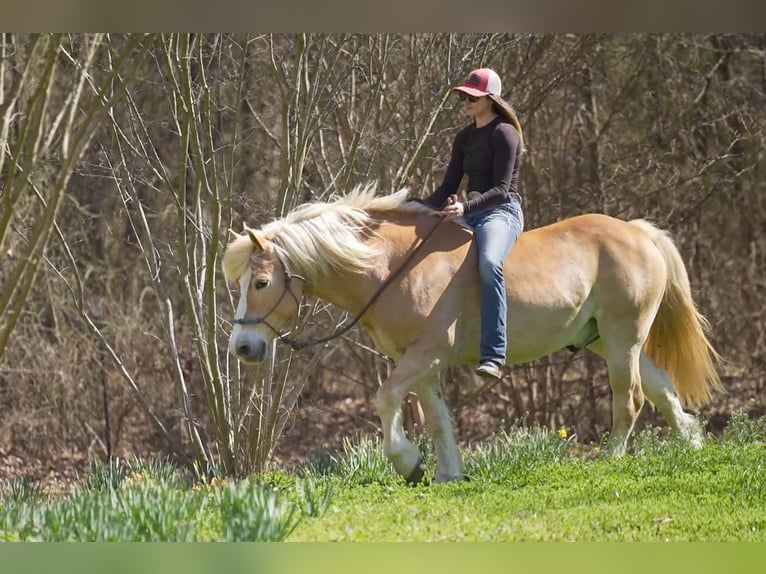 Haflinger Caballo castrado 13 años 147 cm Alazán-tostado in Terrell