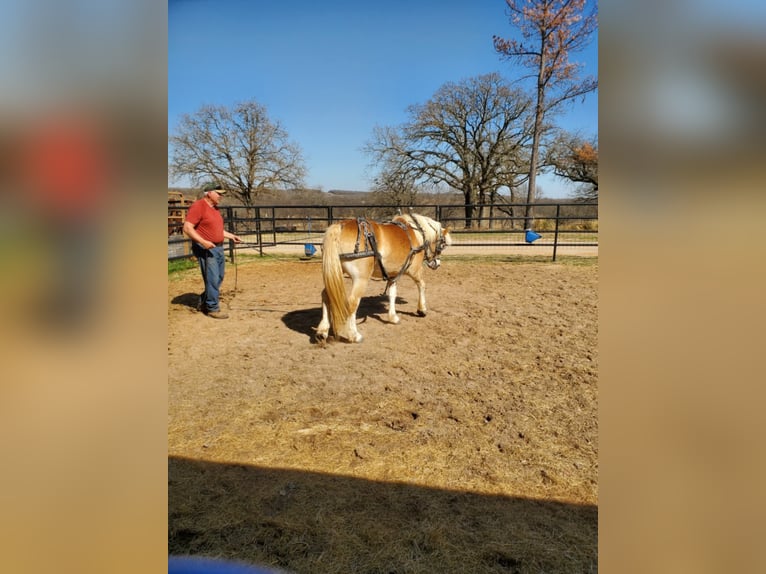 Haflinger Caballo castrado 13 años 147 cm Alazán-tostado in Terrell