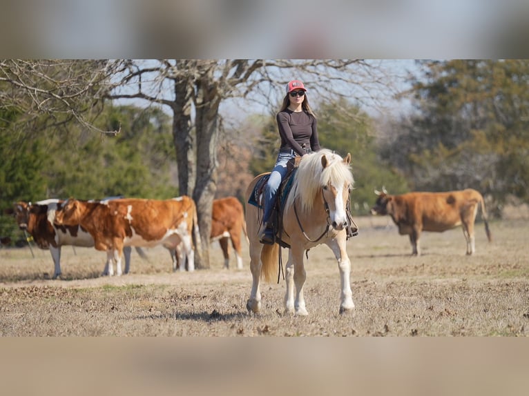 Haflinger Caballo castrado 13 años 147 cm Alazán-tostado in Terrell