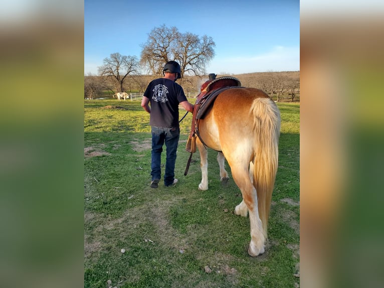 Haflinger Caballo castrado 13 años 147 cm Alazán-tostado in Terrell