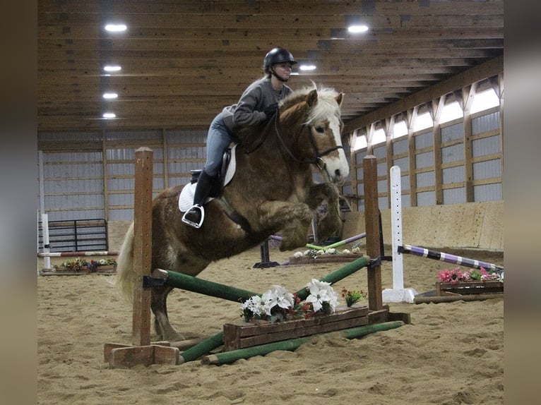 Haflinger Caballo castrado 13 años 147 cm Alazán-tostado in Howell MI