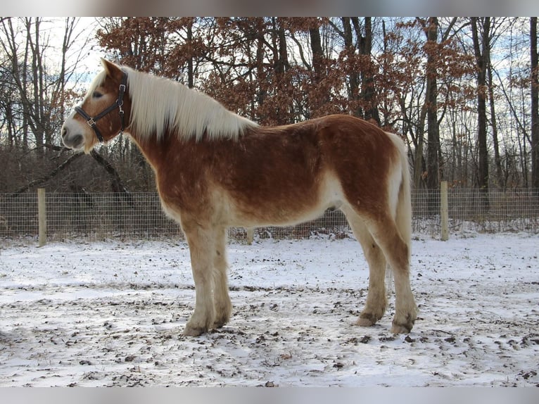 Haflinger Caballo castrado 13 años 147 cm Alazán-tostado in Howell MI