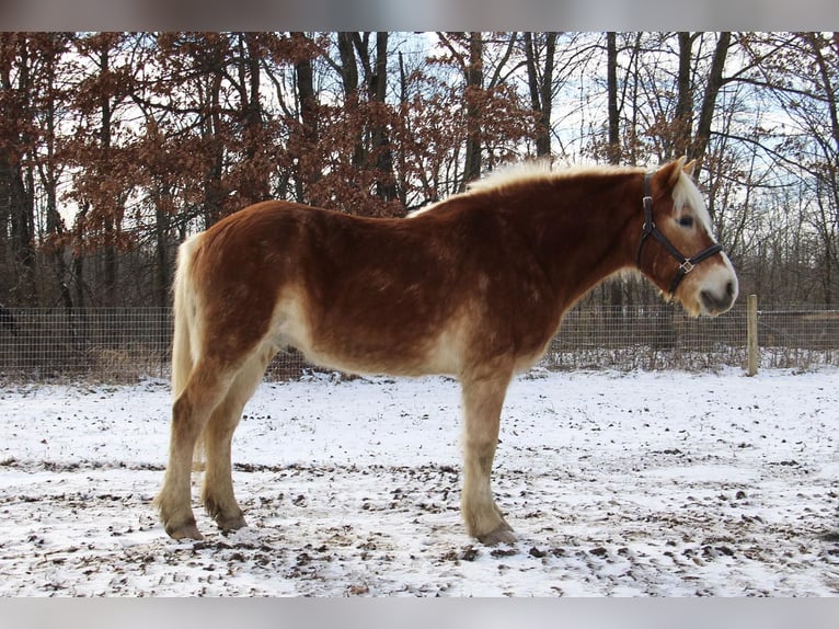 Haflinger Caballo castrado 13 años 147 cm Alazán-tostado in Howell MI