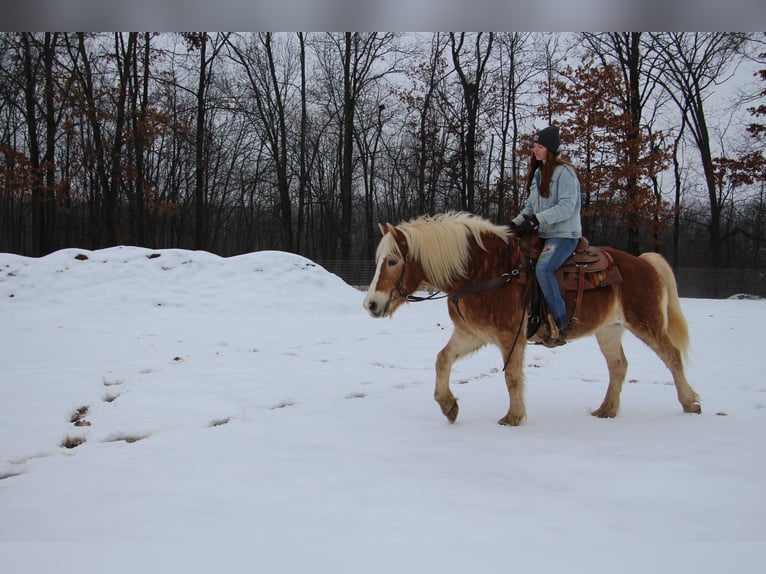 Haflinger Caballo castrado 13 años 147 cm Alazán-tostado in Howell MI