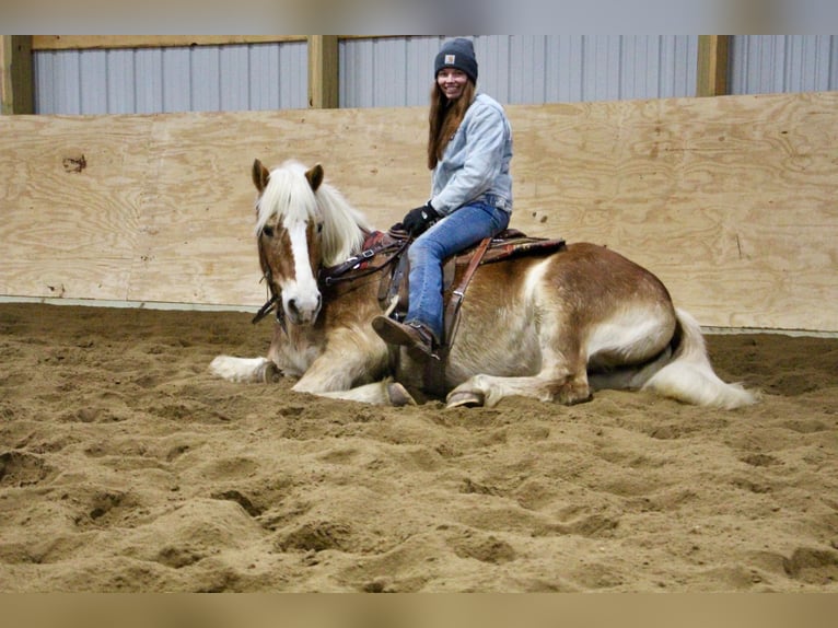 Haflinger Caballo castrado 13 años 147 cm Alazán-tostado in Howell MI