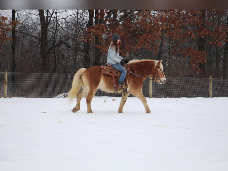 Haflinger Caballo castrado 13 años 147 cm Alazán-tostado in Howell MI