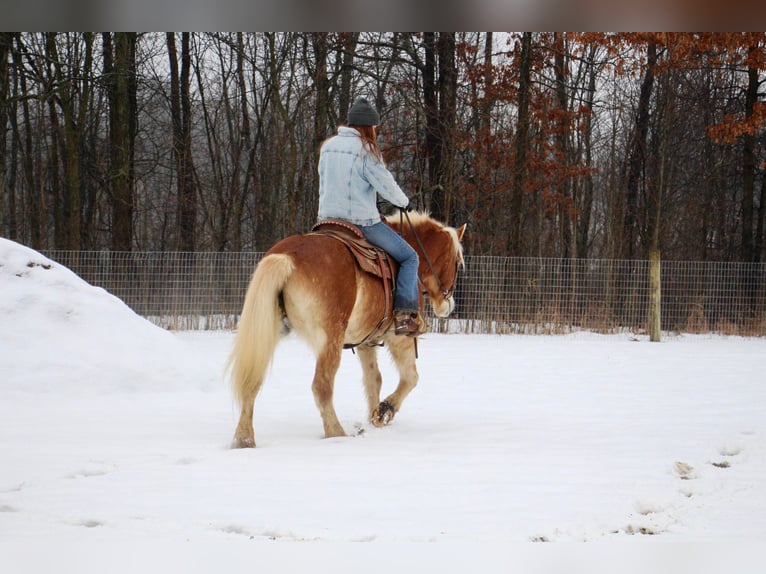 Haflinger Caballo castrado 13 años 147 cm Alazán-tostado in Howell MI