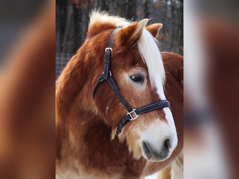 Haflinger Caballo castrado 13 años 147 cm Alazán-tostado in Howell MI