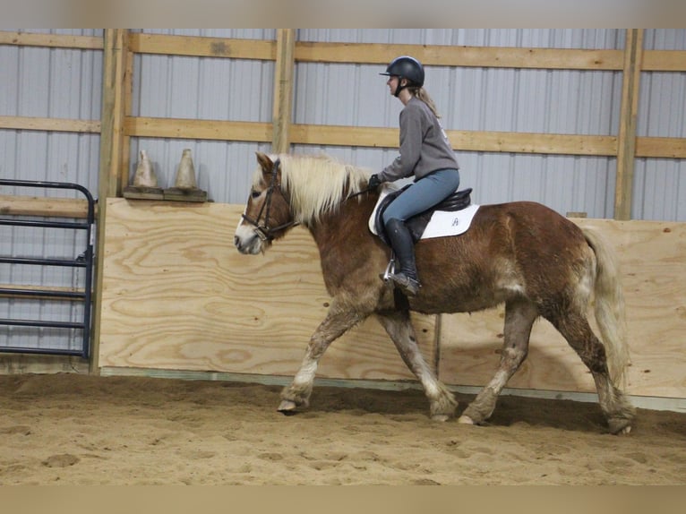 Haflinger Caballo castrado 13 años 147 cm Alazán-tostado in Howell MI