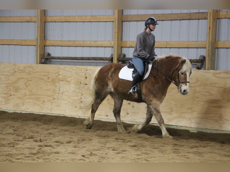 Haflinger Caballo castrado 13 años 147 cm Alazán-tostado in Howell MI