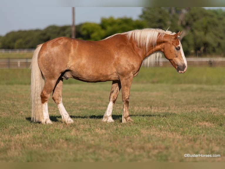 Haflinger Caballo castrado 13 años 147 cm Palomino in WEATHERFORD, TX